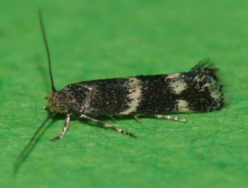 Elachista sp.